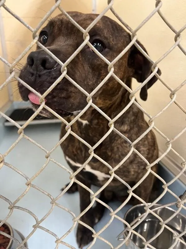 An adult large-sized male Brindle Mixed Breed dog named Romeo for adoption in Cincinnati, OH