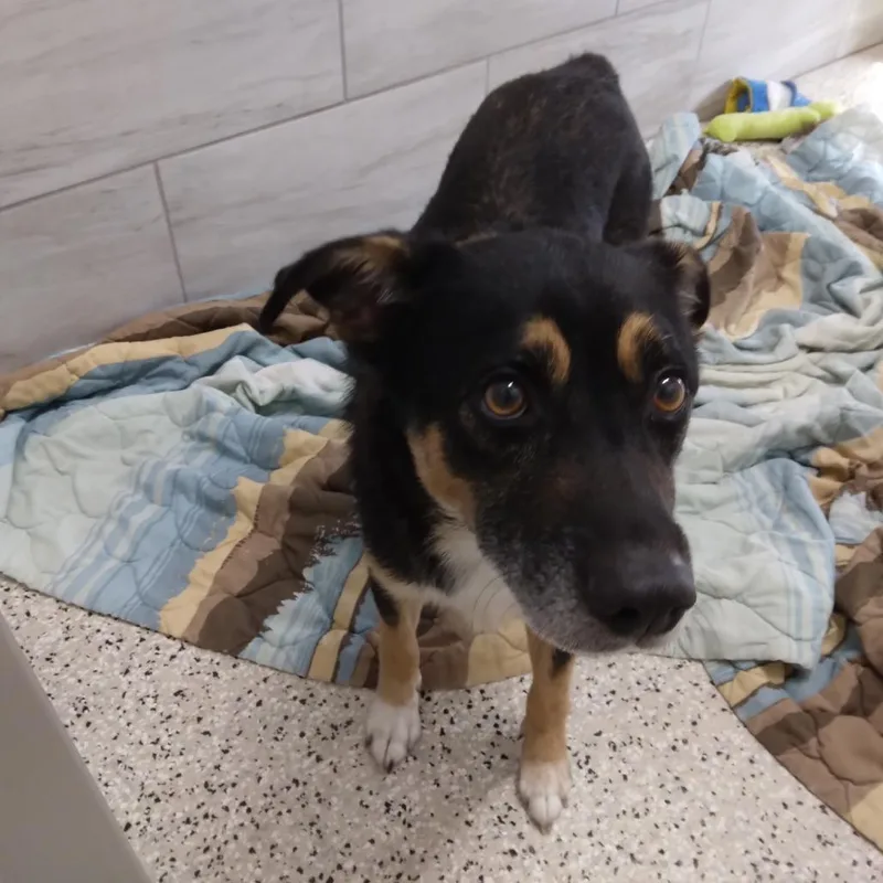 An adult medium-sized male Black Husky dog named Sneakers for adoption in Muncie, IN