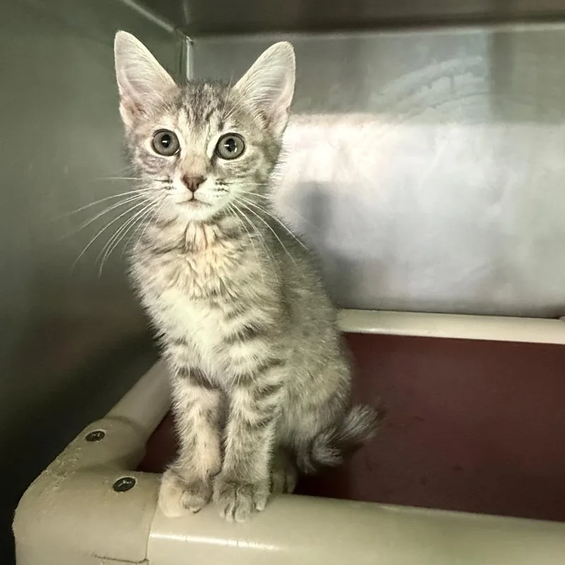 A baby small-sized female Gray / Blue / Silver Domestic Short Hair cat named Pearl for adoption in Hamilton, GA