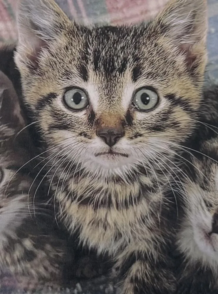 A baby small-sized female Domestic Short Hair cat named Sugar Bear for adoption in Fort Madison, IA