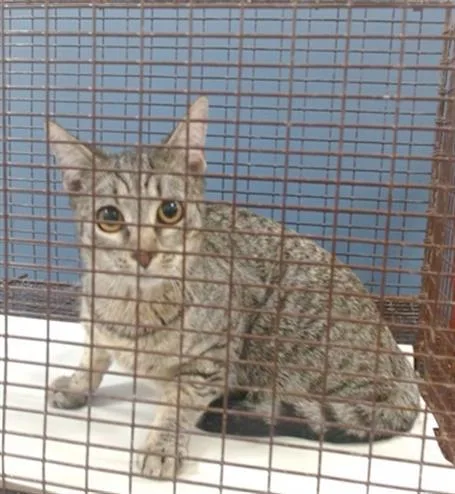A baby small-sized female Domestic Short Hair cat named May for adoption in Miami, FL