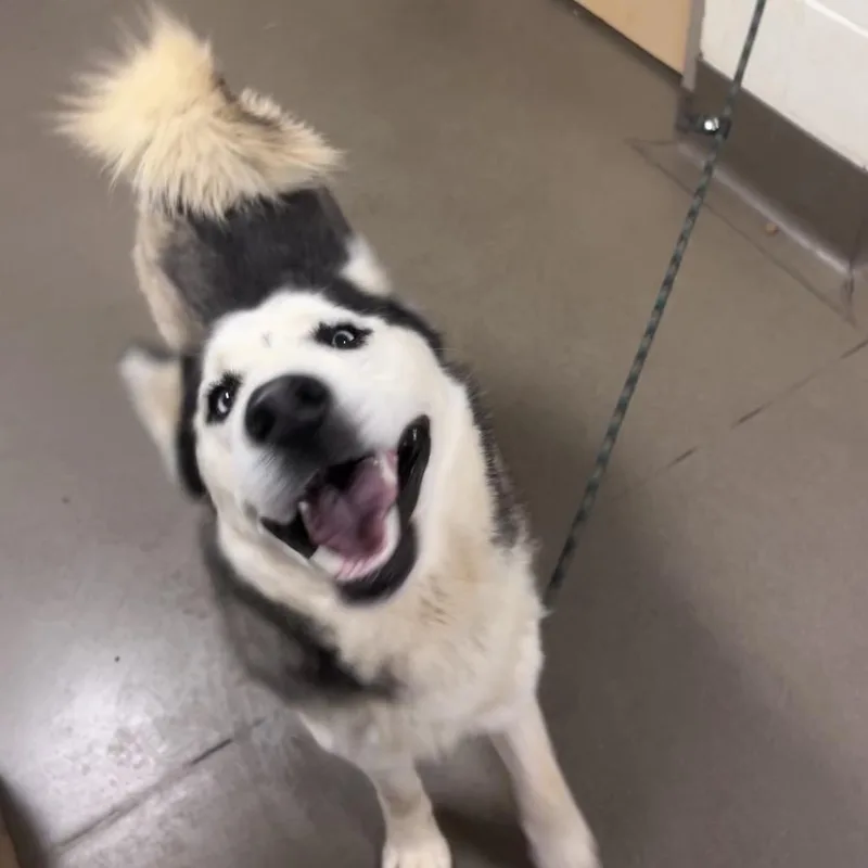 An adult medium-sized male Black Mixed Breed dog named Forecast for adoption in Asheville, NC
