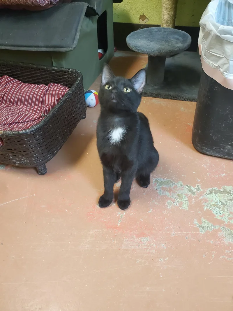 A baby medium-sized male American Shorthair cat named Mars Bar for adoption in Tunica, MS
