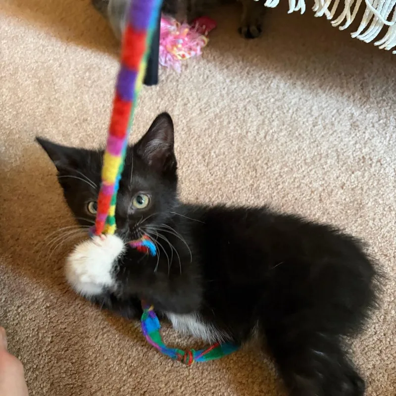 A baby small-sized male Black Domestic Short Hair cat named Radish for adoption in Wheeling, IL