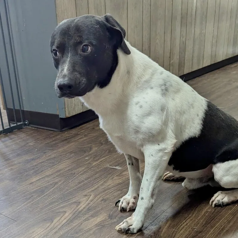 An adult medium-sized male Black Terrier dog named Bb for adoption in Paramus, NJ