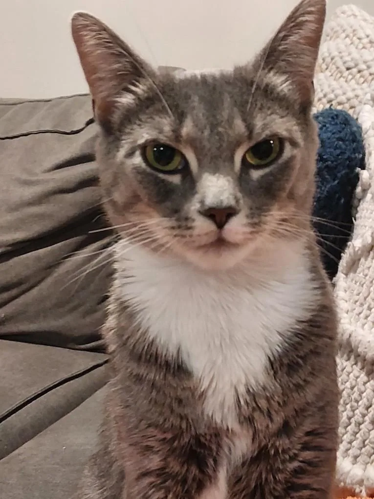 A young medium-sized female Gray & White Domestic Short Hair cat named Mama May for adoption in Dayton, MD