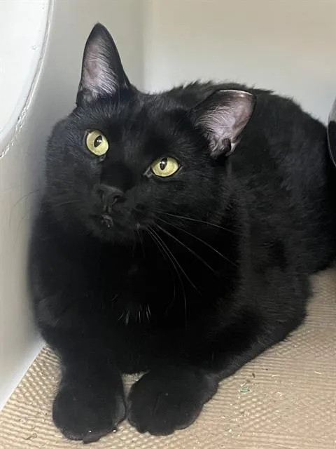 A young medium-sized female Domestic Short Hair cat named Luka for adoption in Boston, MA