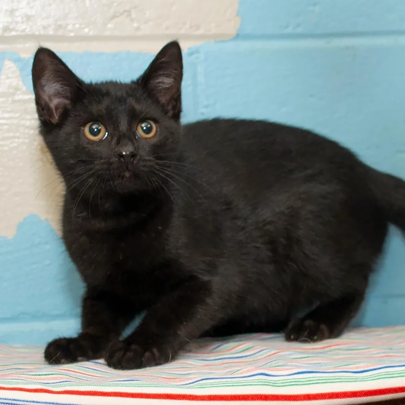 A baby small-sized male Domestic Medium Hair cat named Splinter for adoption in Troy, OH