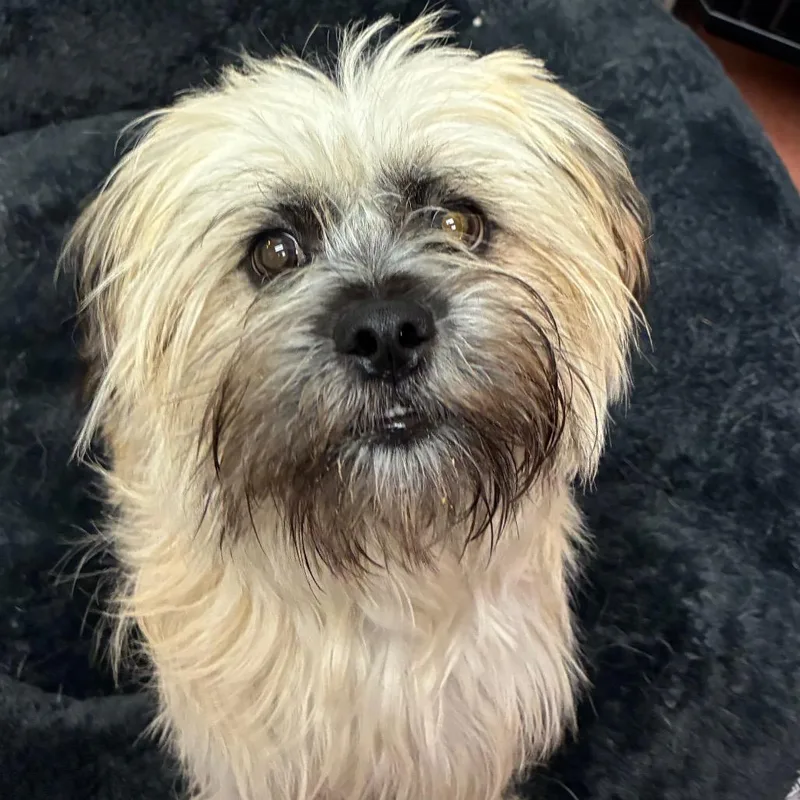 An adult small-sized male Yellow / Tan / Blond / Fawn Terrier dog named Scooby for adoption in Santa Barbara, CA