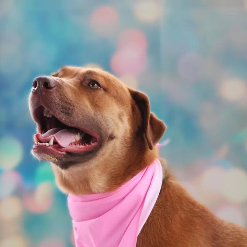 Rosie Posie Jum thumbnail 2