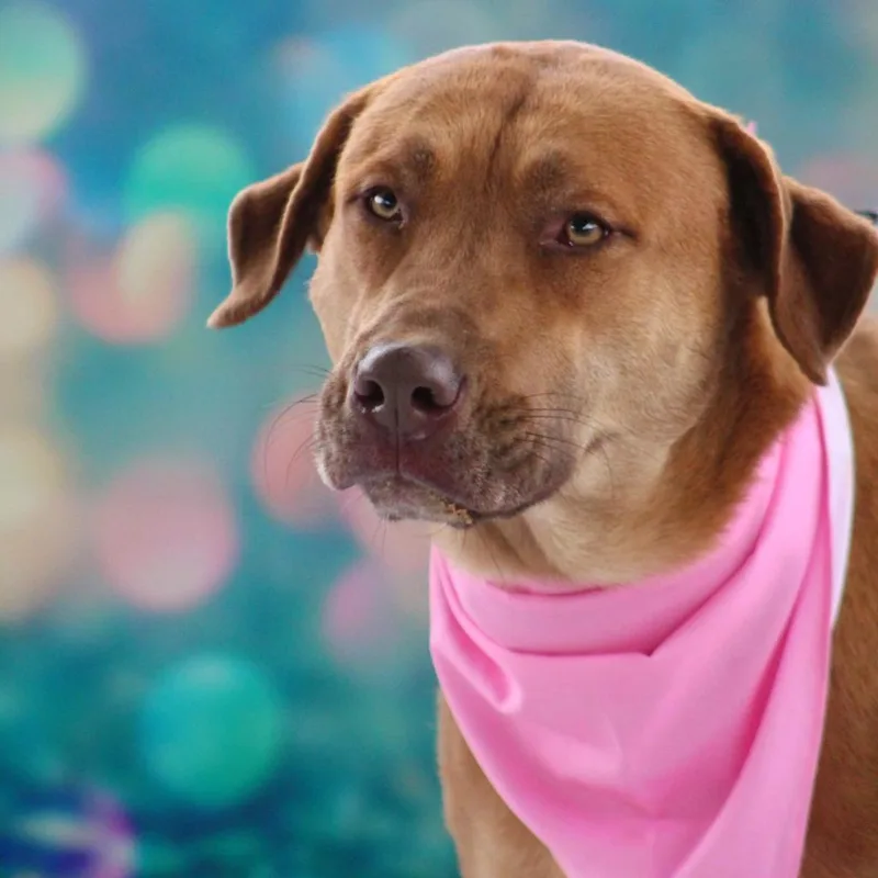 Rosie Posie Jum thumbnail 3