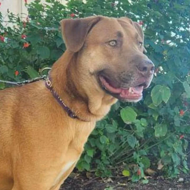 Rosie Posie Jum thumbnail 4