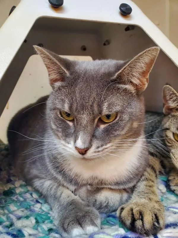 An adult small-sized female Domestic Short Hair cat named Marty for adoption in Salisbury, MD