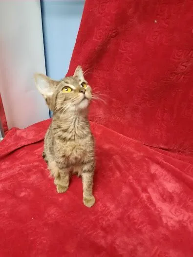 Cordelia thumbnail 2