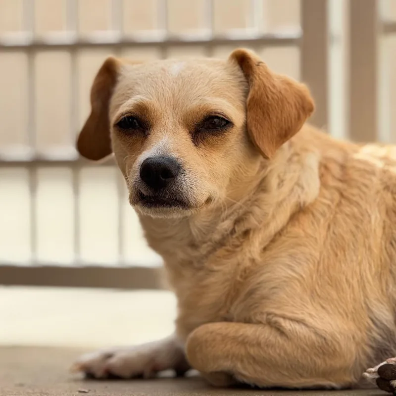 An adult small-sized female Golden Chihuahua dog named Stevie for adoption in Santa Barbara, CA