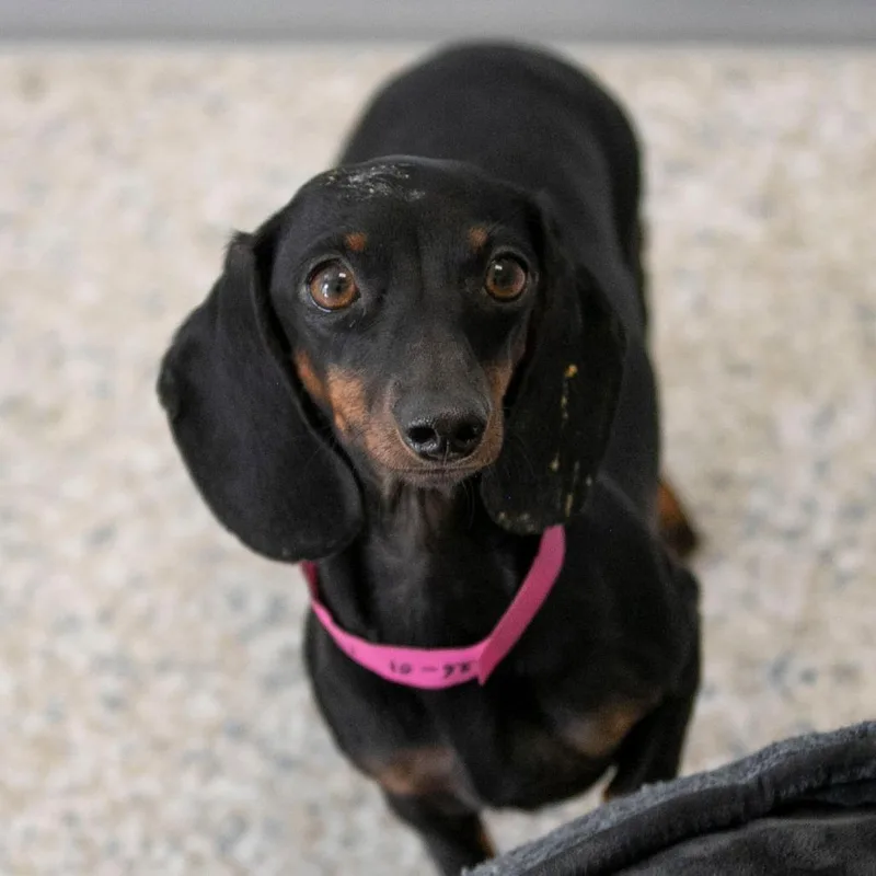 A young small-sized female Black Miniature Dachshund dog named Lucy for adoption in Peyton, CO