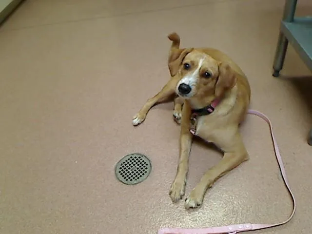 An adult medium-sized female Feist dog named Daisy for adoption in Cookeville, TN