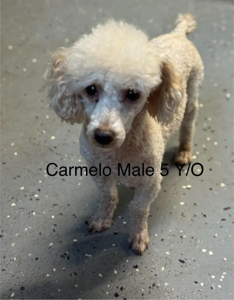 An adult small-sized male Toy Poodle dog named Carmello for adoption in Arnold, MO