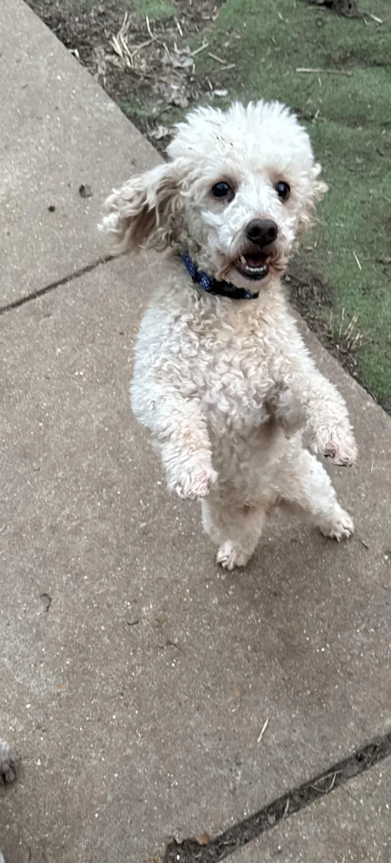 Carmello thumbnail 2