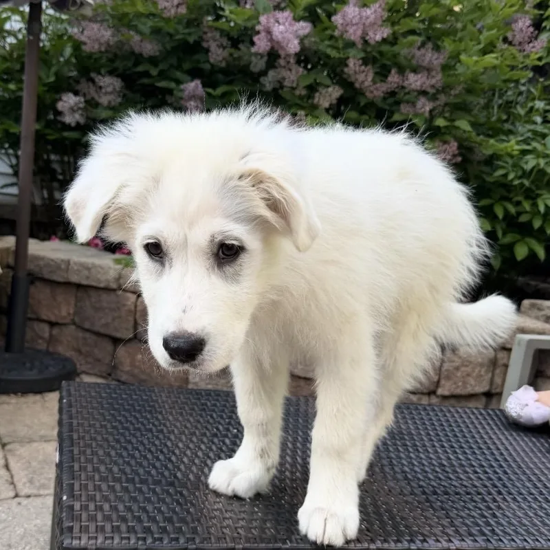 Great Pyrenees Puppies