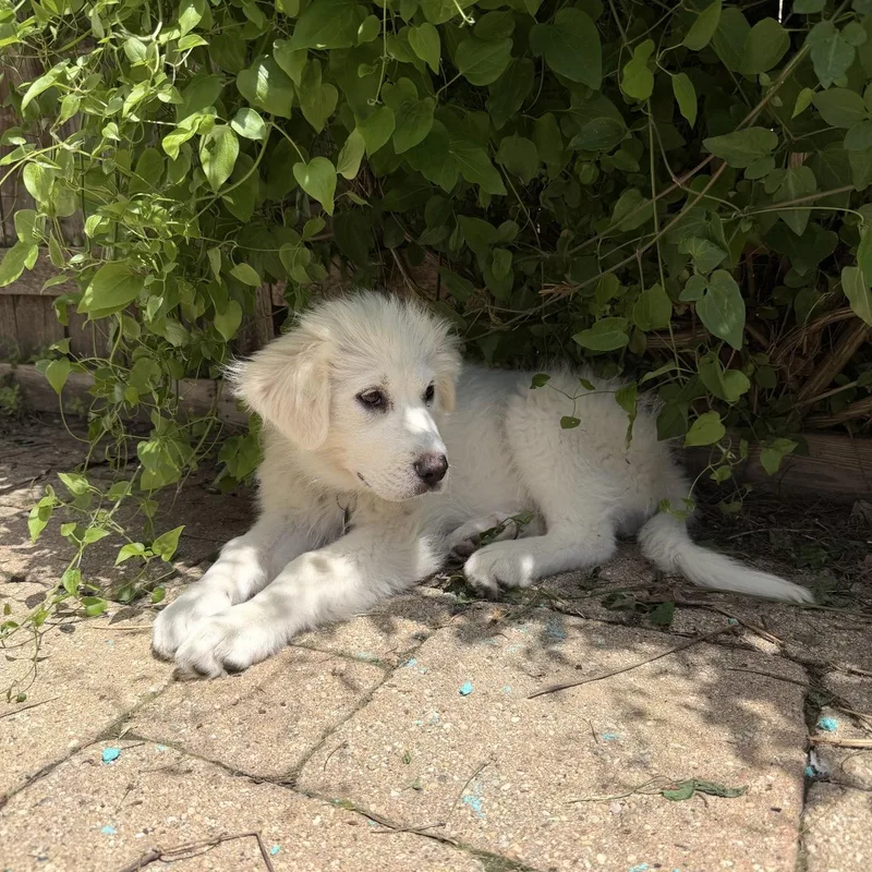 Great Pyrenees Puppies thumbnail 3