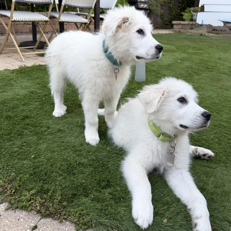 Great Pyrenees Puppies thumbnail 4