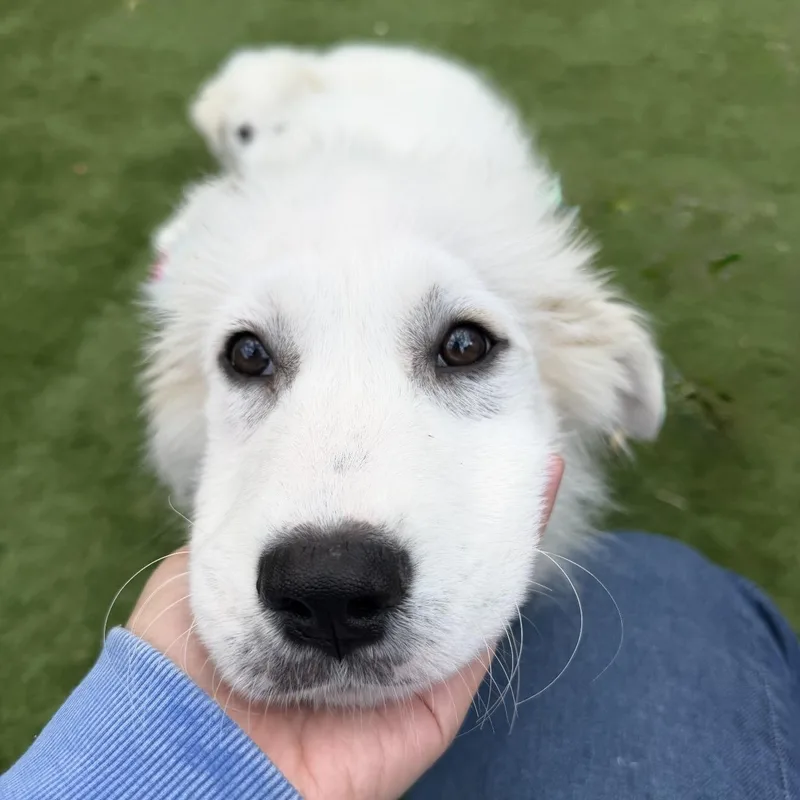 Great Pyrenees Puppies thumbnail 6