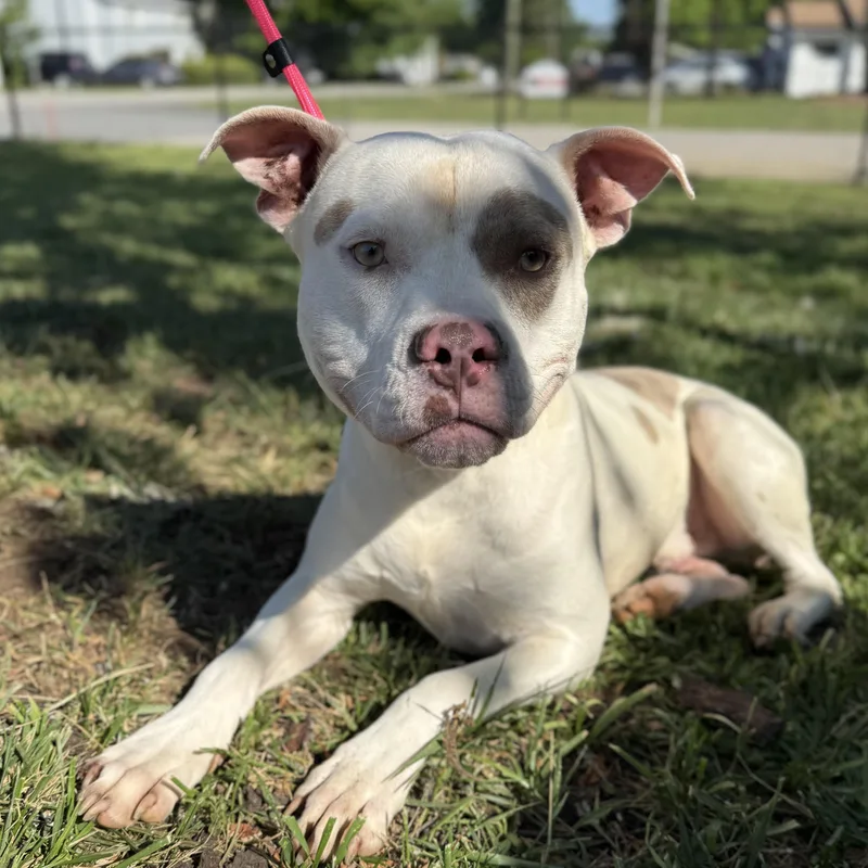 An adult medium-sized male American Bully dog named Norris for adoption in Columbia, SC