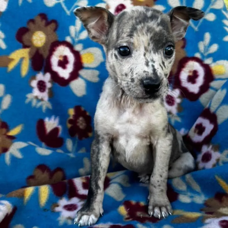 A baby small-sized female Terrier dog named Tulip for adoption in Grand Bay, AL