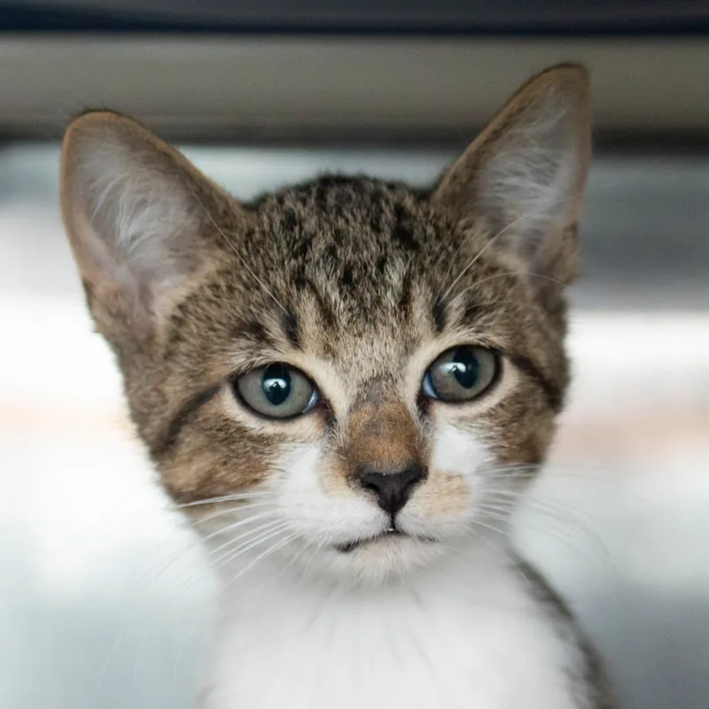 A baby small-sized male Domestic Short Hair cat named Twin for adoption in Middletown, RI