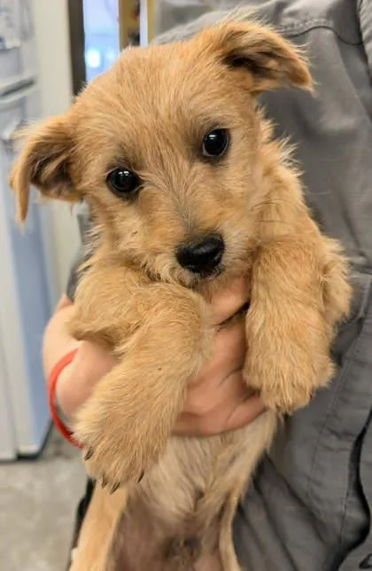 A young small-sized male Terrier dog named George for adoption in Bowling Green, KY