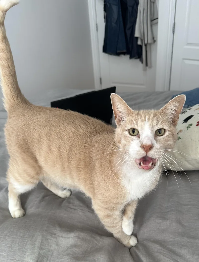 A senior large-sized male Buff & White Domestic Short Hair cat named Biscuit Snacks for adoption in Groveland, MA