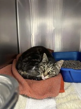 A senior medium-sized female Black Domestic Short Hair cat named Dahlia for adoption in Annapolis, MD