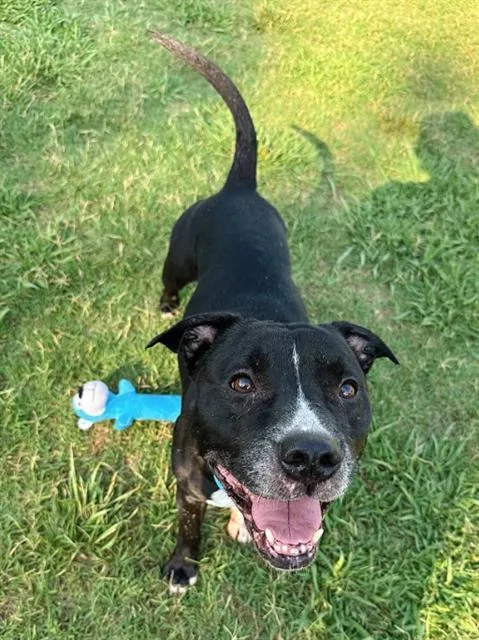 An adult medium-sized male Mixed Breed dog named Chopper for adoption in Haw River, NC