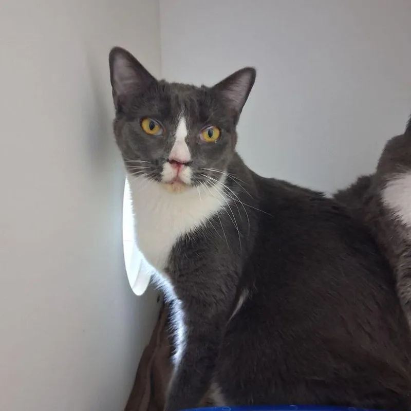 An adult medium-sized female Domestic Short Hair cat named Biscuit for adoption in Kingman, AZ