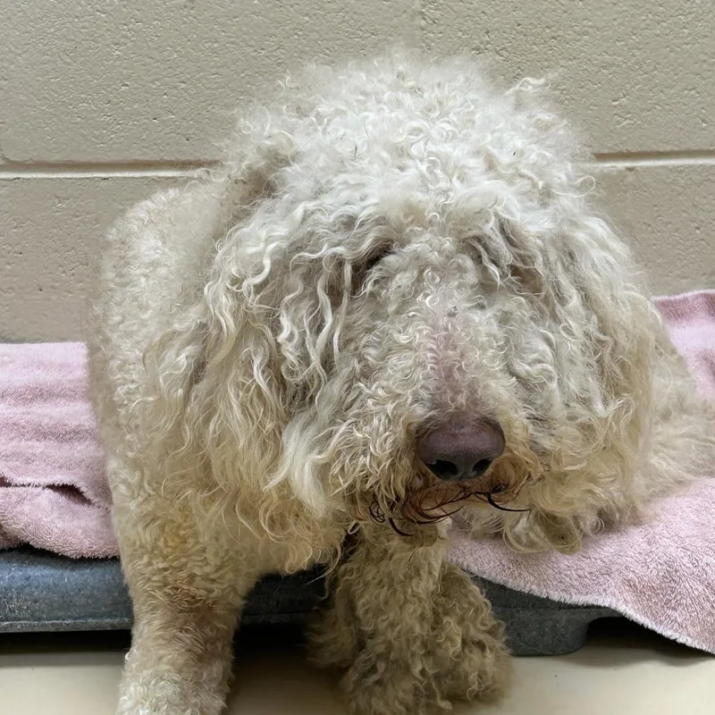 An adult medium-sized male White / Cream Mixed Breed dog named Aquaman for adoption in Winston-Salem, NC