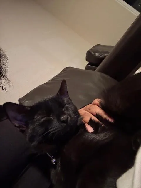 Meatball thumbnail 2