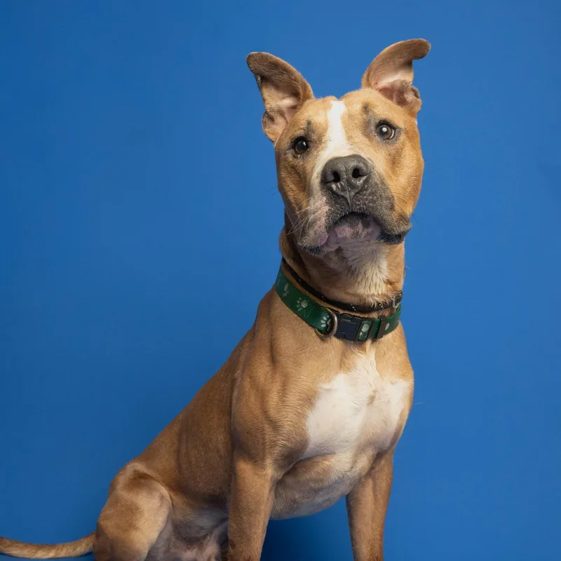 A young medium-sized male Pit Bull Terrier dog named Dante for adoption in Richardson, TX