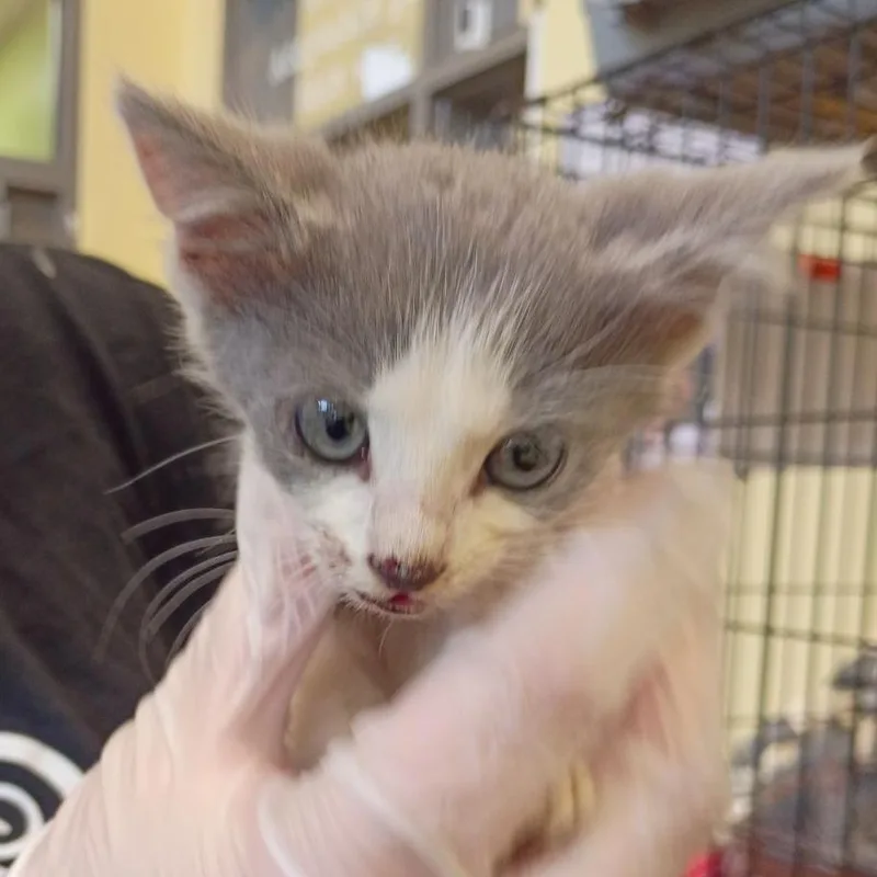 A baby small-sized male Domestic Short Hair cat named Bug for adoption in Lynchburg, VA