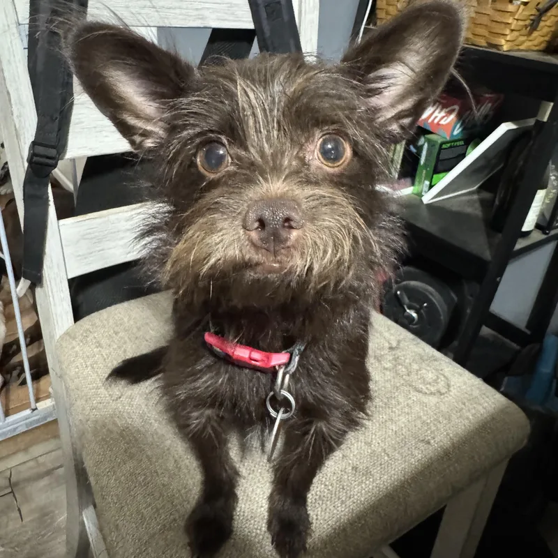A young small-sized male Yorkshire Terrier dog named Buddy sweet little guy for adoption in RUSSIAVILLE, IN