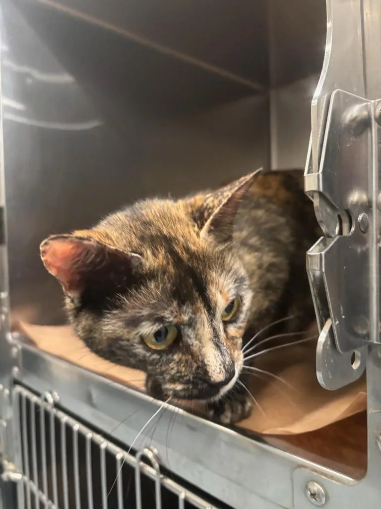 A young large-sized female Domestic Short Hair cat named Bambi for adoption in Cartersville , GA