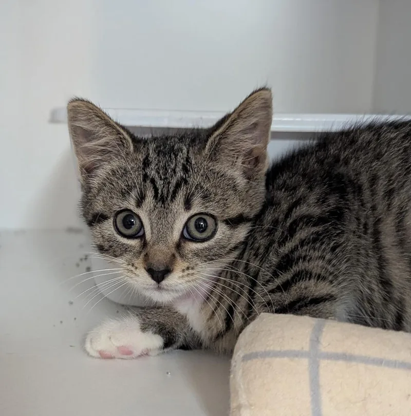 A baby medium-sized female Domestic Short Hair cat named Marge for adoption in St. Cloud, MN