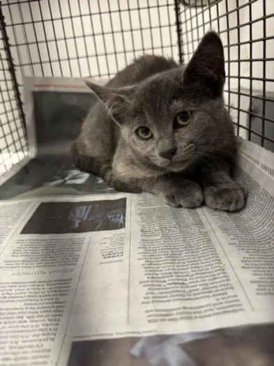 A baby small-sized female Domestic Short Hair cat named Sandy Cheeks for adoption in Los Angeles, CA