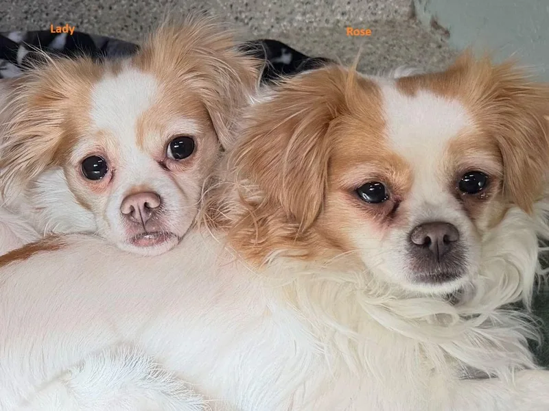 An adult small-sized female Papillon dog named Lady for adoption in East Hartford, CT