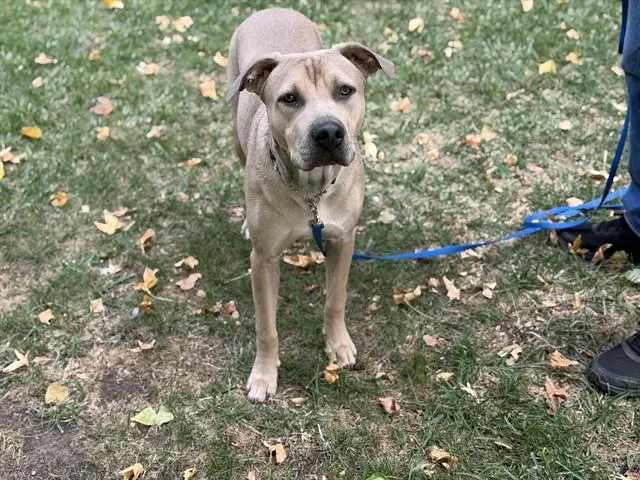A young medium-sized male Pit Bull Terrier dog named Baloo for adoption in Auburn, CA