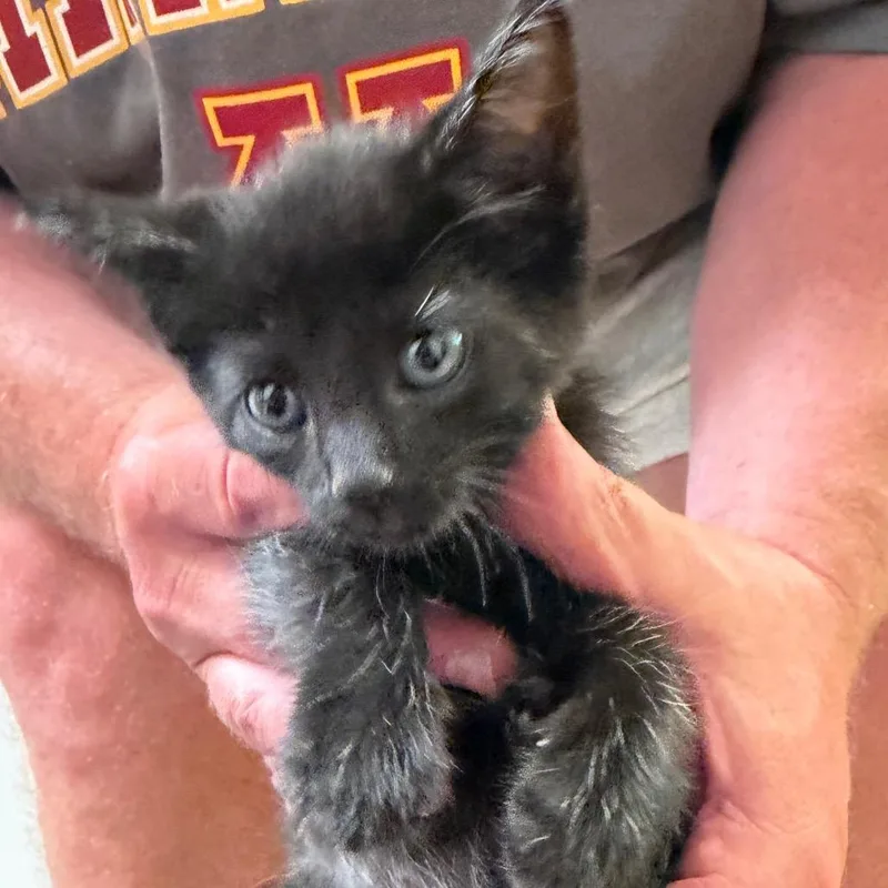 A baby small-sized male Black Domestic Short Hair cat named Pine for adoption in International Falls, MN