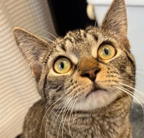 A young medium-sized female Dilute Tortoiseshell Domestic Short Hair cat named Elsa for adoption in Fairview Park, OH