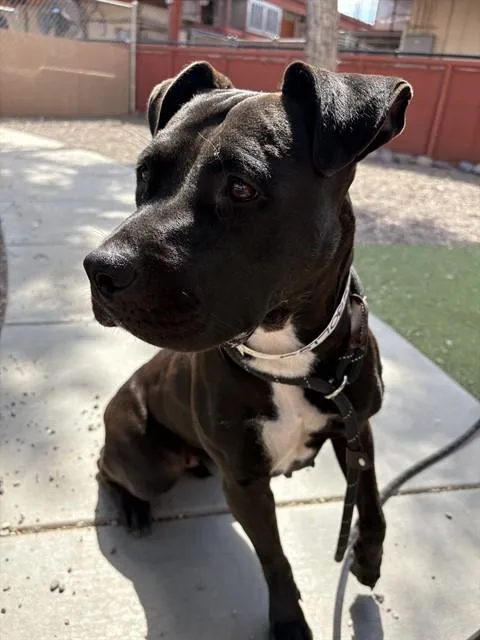 A young large-sized female Pit Bull Terrier dog named Fiesta for adoption in Phoenix, AZ