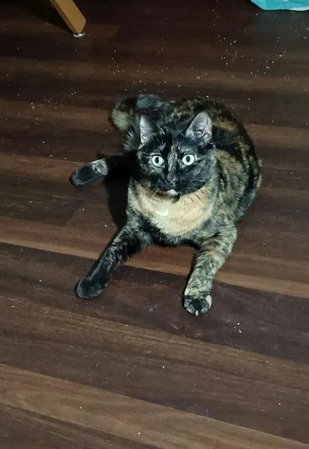 An adult medium-sized female Domestic Short Hair cat named Geraldine for adoption in Charlotte, NC