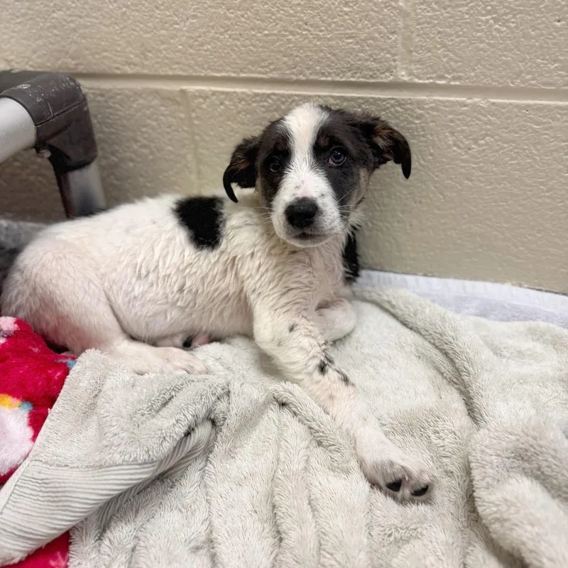 A baby medium-sized female Gray / Blue / Silver Mixed Breed dog named Musa for adoption in Hendersonville, NC